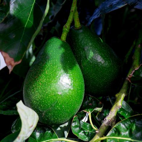 خرید نهال آووکادو بیکن پربار + کاشت اقتصادی آووکادو