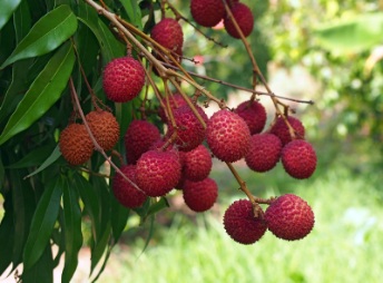 تصویر 1 از خرید نهال رزبری اصلاح‌ شده پر بار مناسب تولید عمده گلخانه ای و اقلیم معتدل