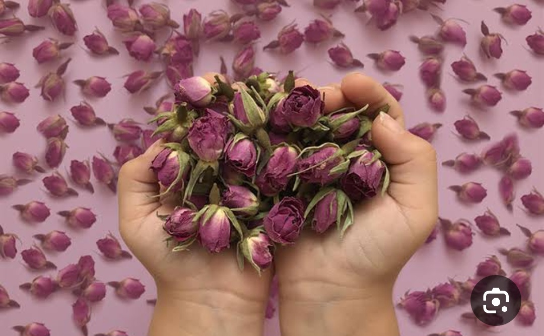 خریده عمده غنچه گل محمدی خشک شده