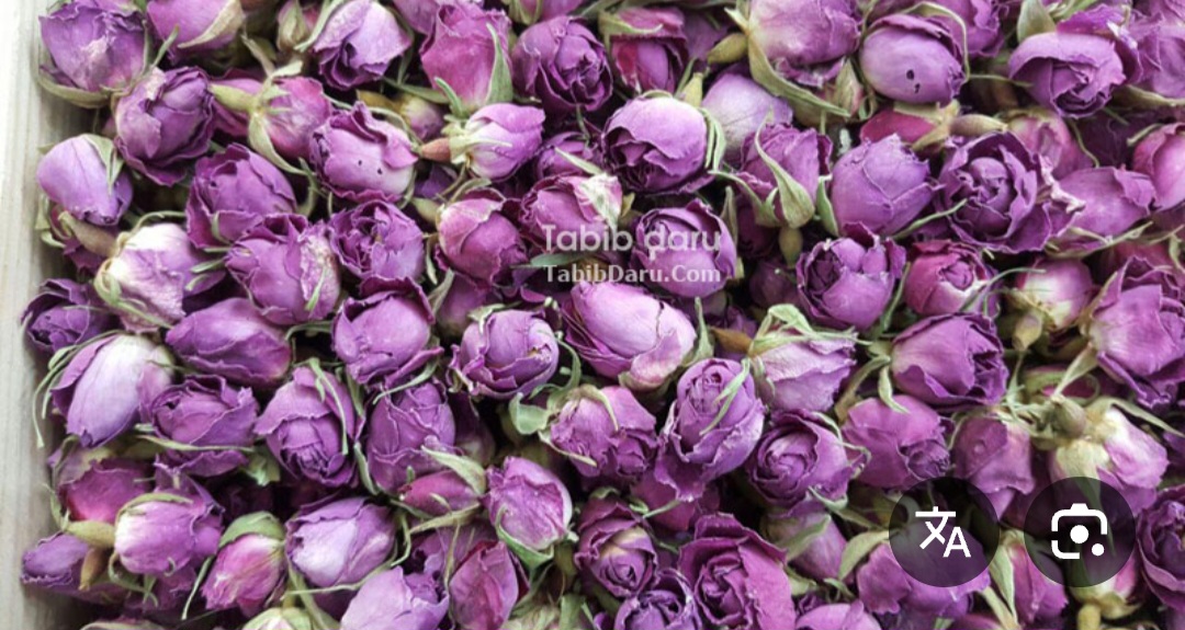خرید غنچه گل محمدی لاله زار از سایت ما
