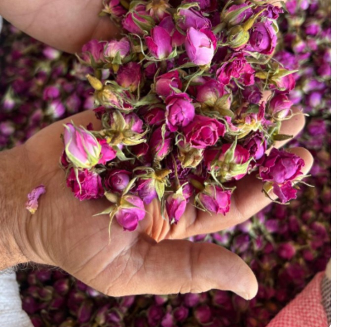 خرید غنچه گل محمدی تازه و خشک قیمت روز ارسال سریع