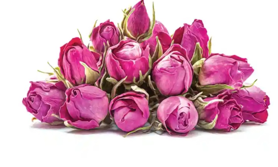 غنچه گل محمدی دارابی + خرید عمده با قیمت روز