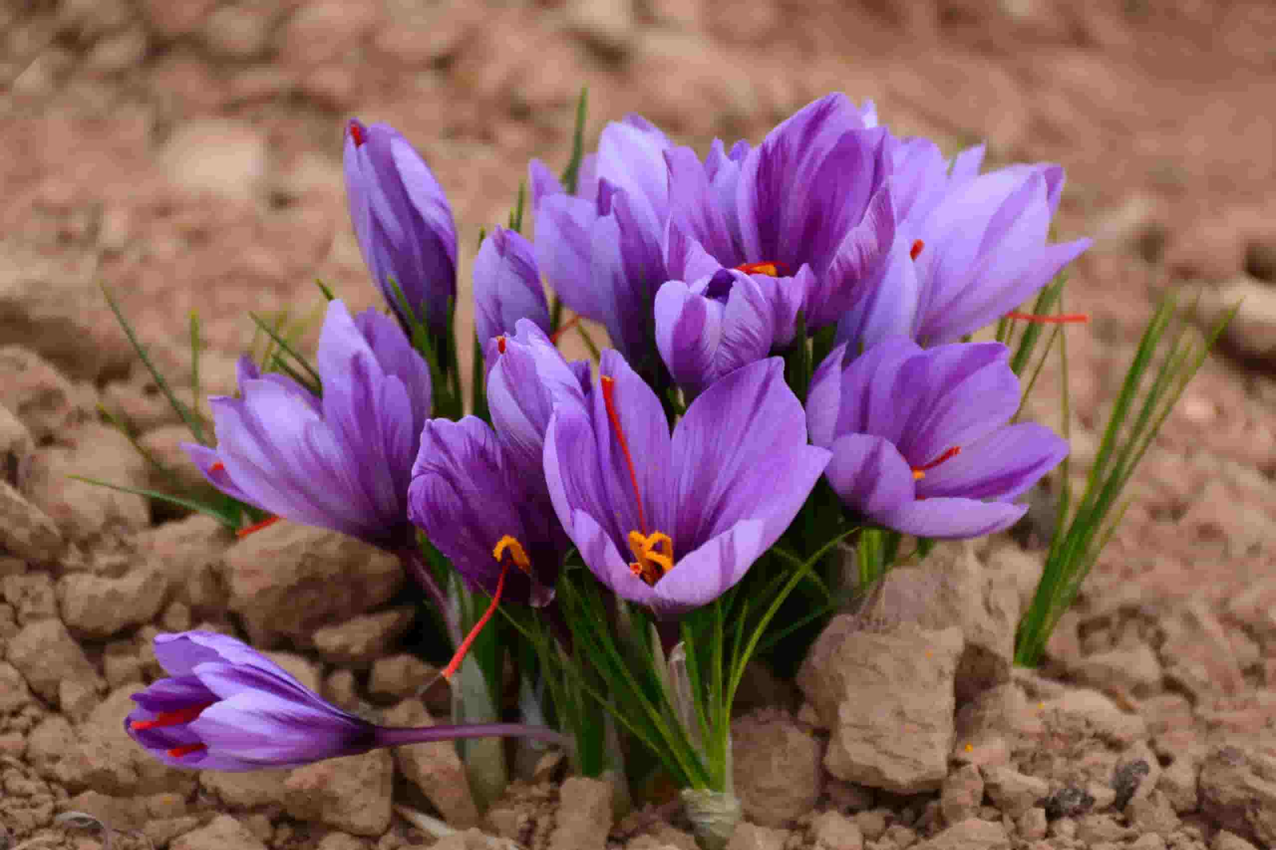 تصویر 3 از فروش زعفران درجه یک ایرانی + قیمت خرید به صرفه