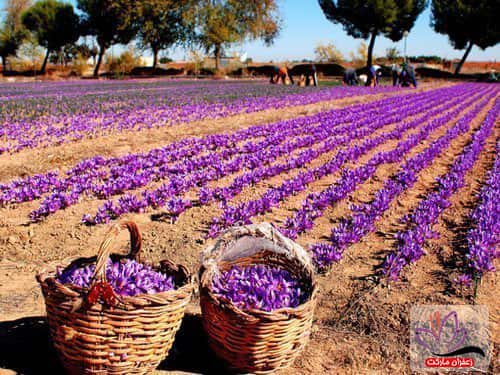 تصویر 4 از خرید جدیدترین انواع زعفران پوشال درجه یک