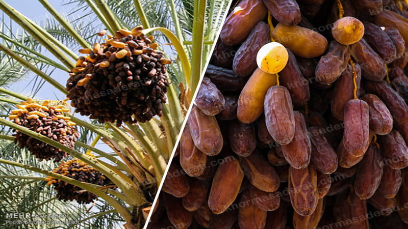 بازار خرید خرما پیارم درجه یک