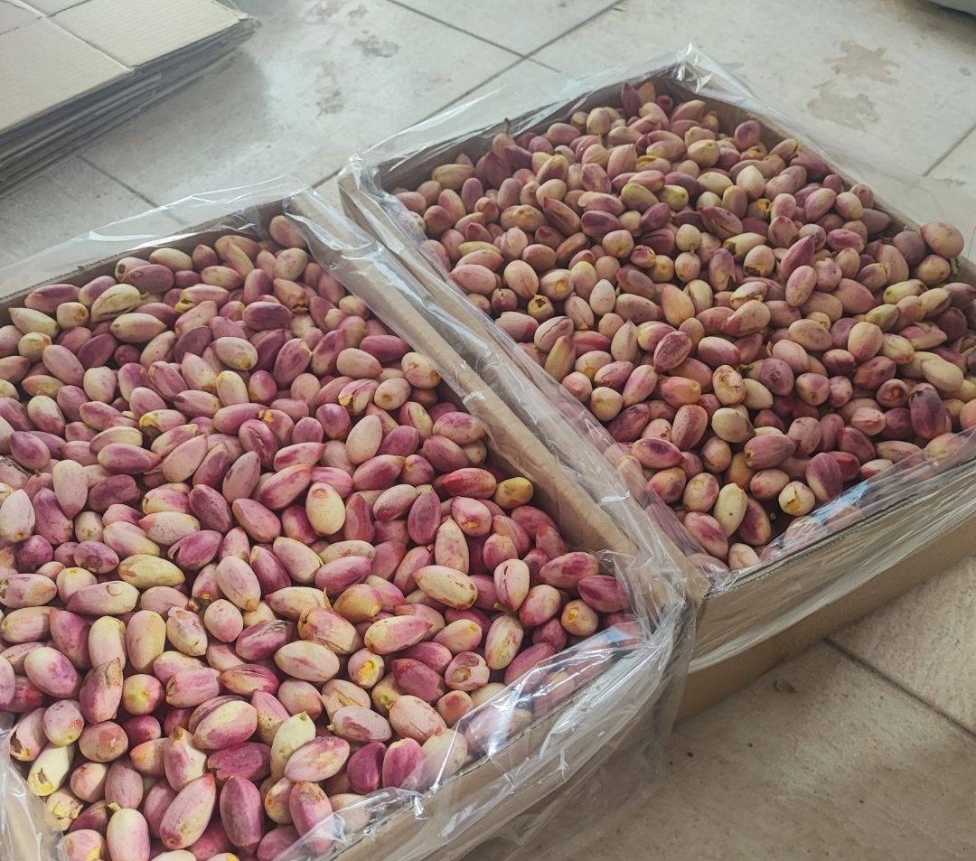 تصویر 1 از فروش پسته اکبری تر در فارس