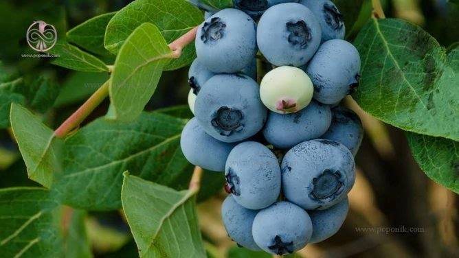 تصویر 1 از فروش عمده نهال بلوبری بیریگتا انتخابی لوکس برای باغداران حرفه ای مقاوم پر بار و مناسب صادرات