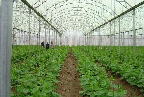 تصویر 2 از خرید پلاستیک گلخانه‌ ای عرض 10 بدون واسطه + قیمت عمده