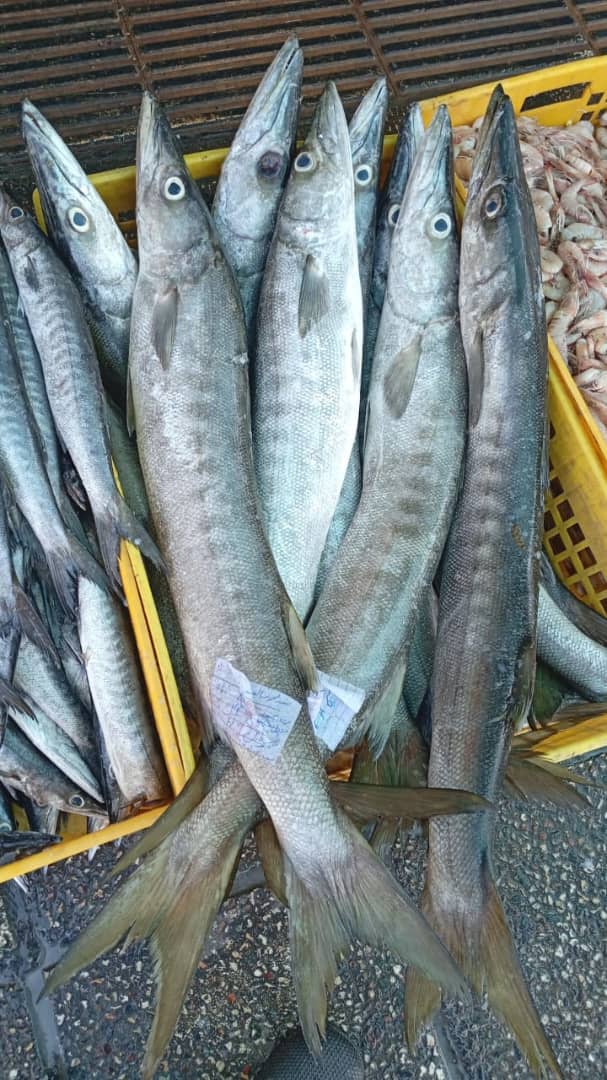 قیمت ماهی چنگو دم سیاه