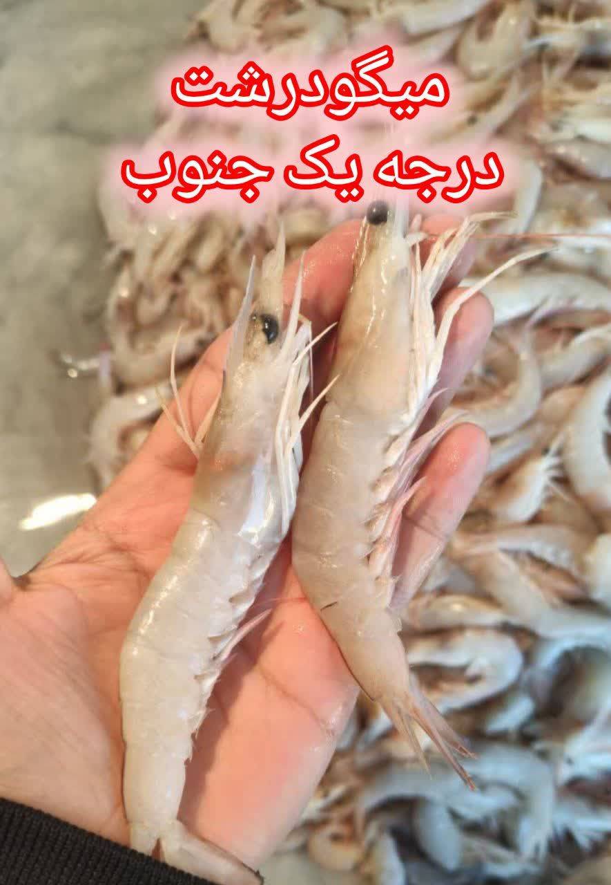 میگو دریایی با گوشت خوش‌ طعم و سفت