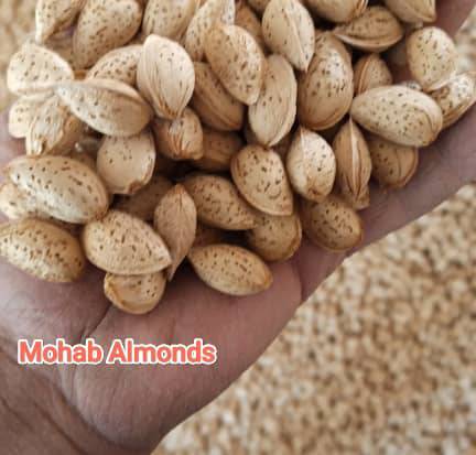 تصویر 2 از فروش عمده بادام سفید نجف آباد + پوست نازک با مغز پر ویژه آجیل‌ فروشی های