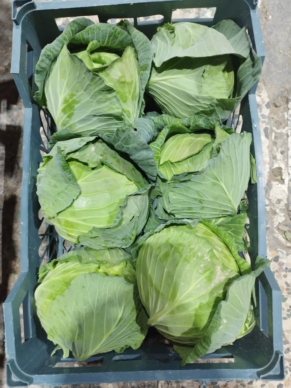 کلم برگ ارومیه تازه مناسب سوپ و خوراک