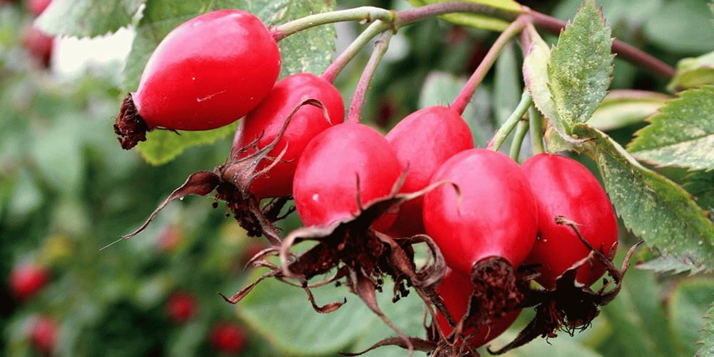 تصویر 4 از خرید میوه نسترن صادراتی + منبع طبیعی ویتامین C