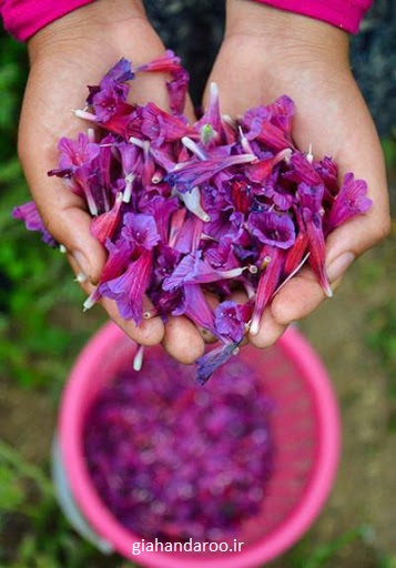 تصویر 1 از فروش ویژه گل گاو زبان صادراتی اردبیل + آرامش و اصالت ایرانی