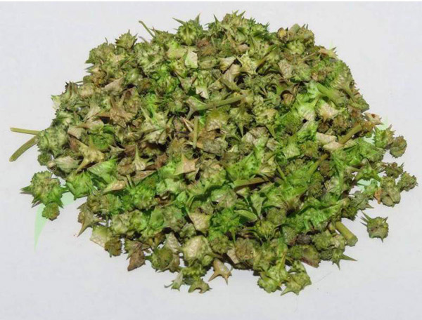 خرید و فروش عمده دانه گیاه خارخاسک + قیمت مناسب