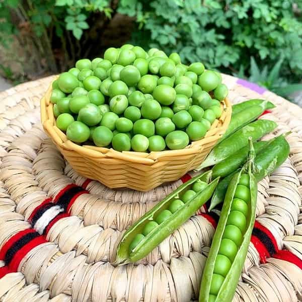 تصویر 2 از عرضه‌ و خرید کنسرو لوبیا سبز