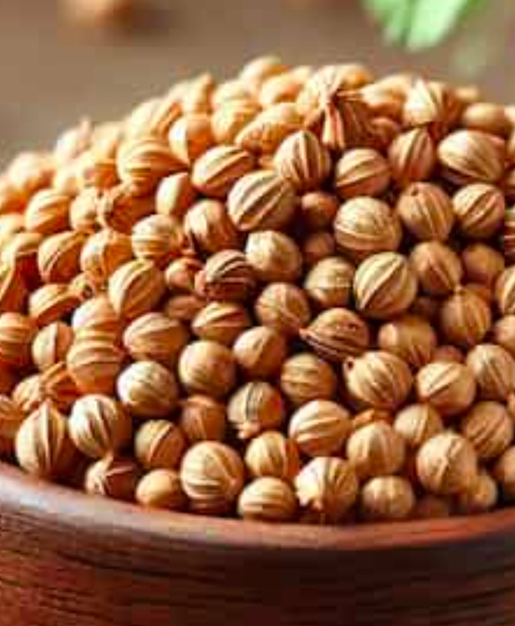 تصویر 1 از خرید بذر گشنیز نهاوند مناسب کشت تجاری