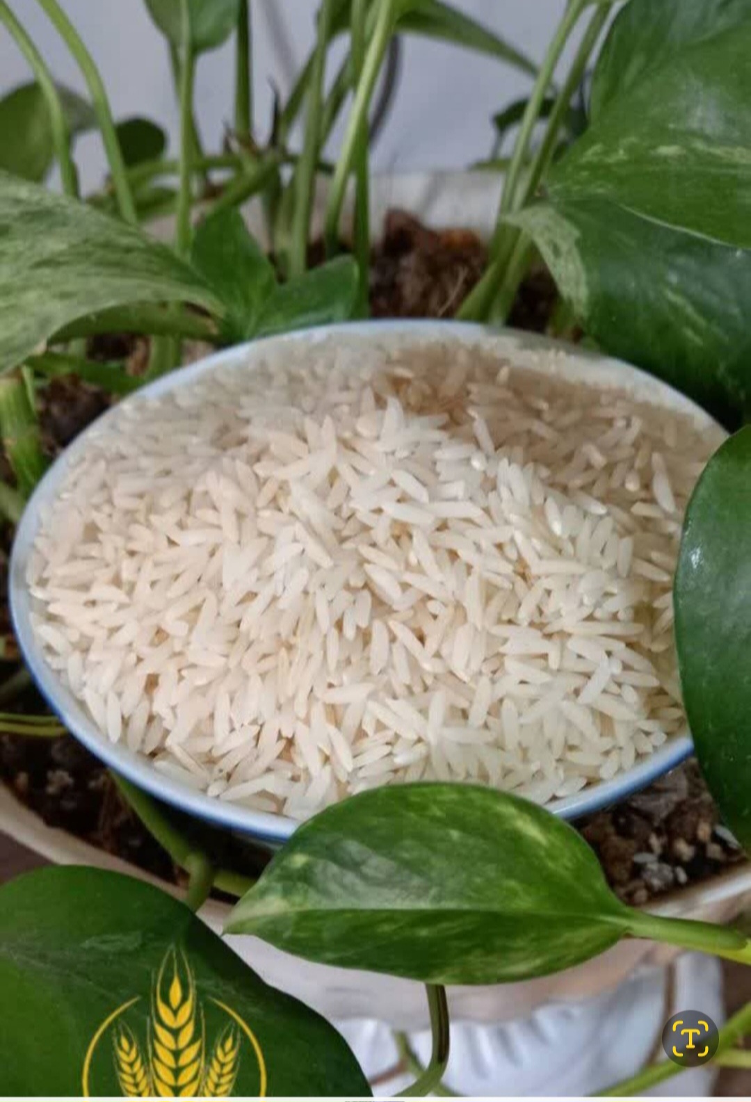 تصویر 1 از خرید برنج طارم هاشمی اعلا و مرغوب