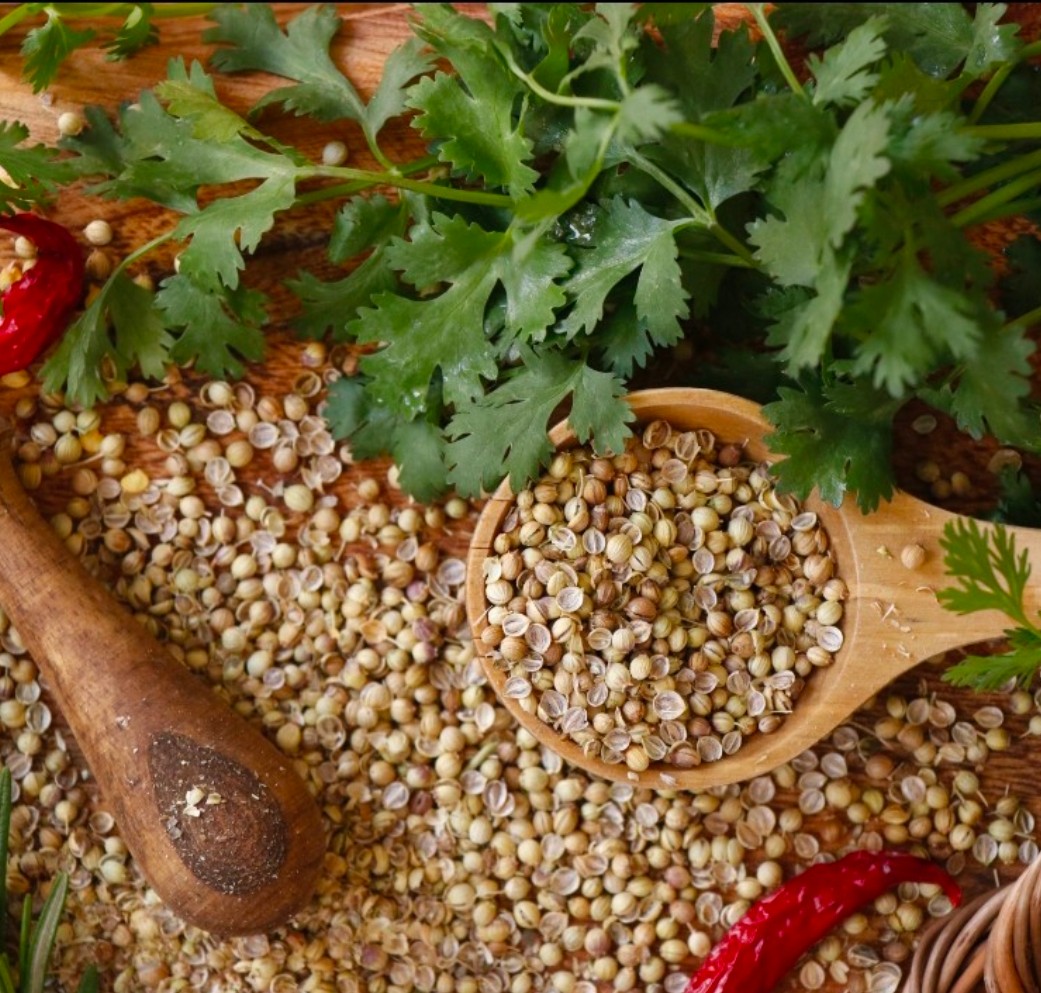 تصویر 1 از خرید بذر گشنیز آناهیتا مناسب صادرات به آسیای میانه