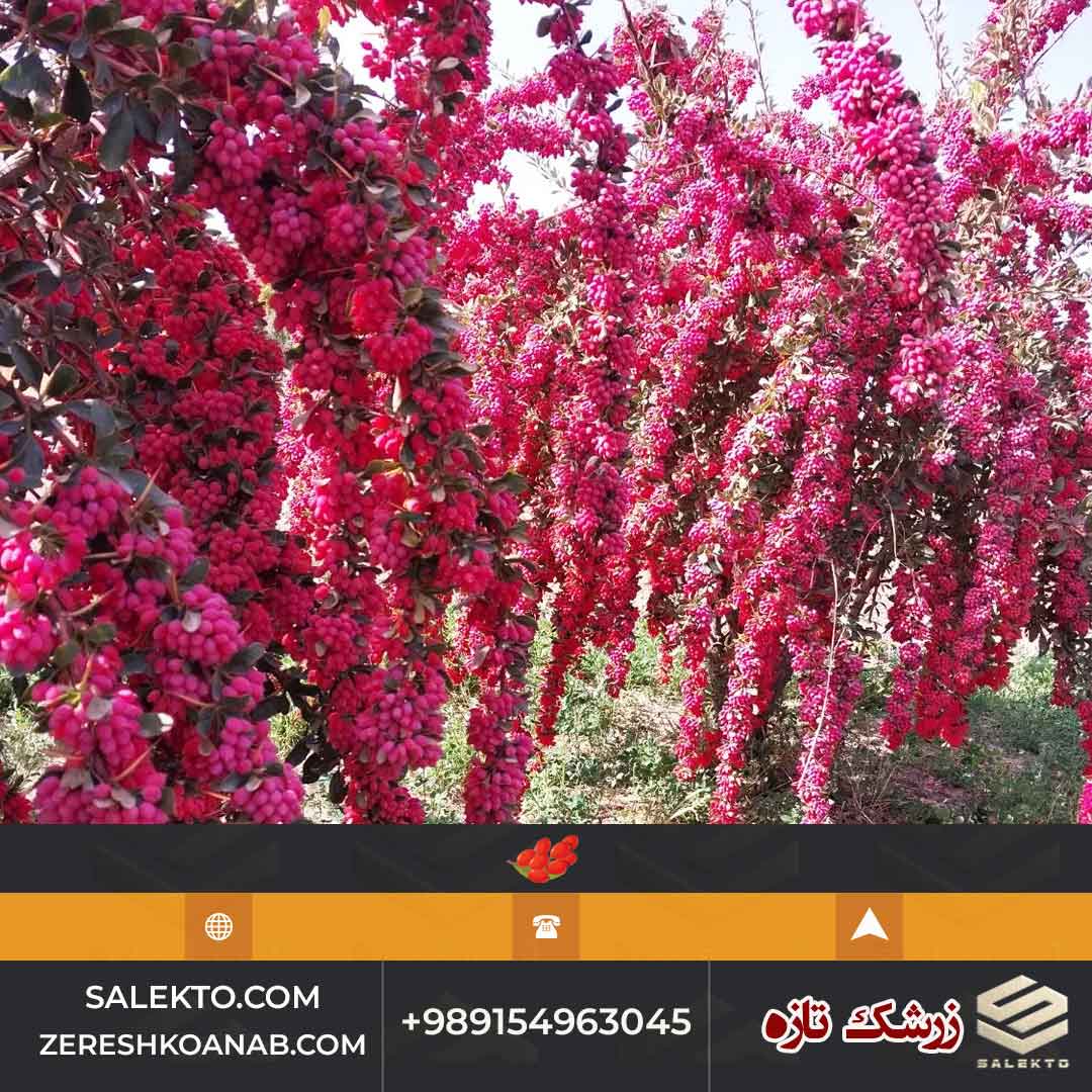 تصویر 3 از خرید زرشک پفکی ممتاز