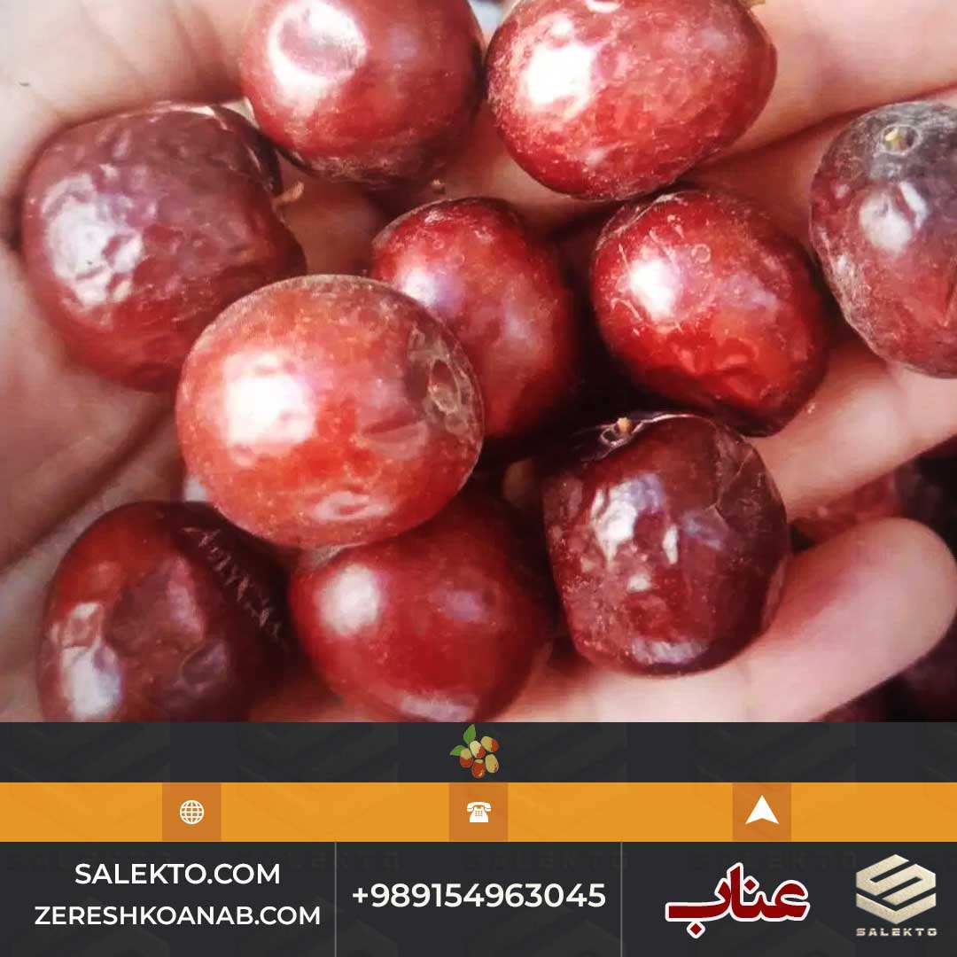 تصویر 5 از عناب امسالی بیرجند دانه‌ درشت با طعم شیرین و پوسته نازک + خرید ارزان