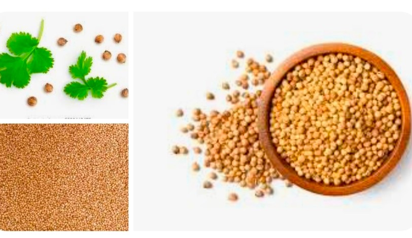 تصویر 1 از خرید بذر مناسب آناهیتا گشنیز ویژه صنایع غذایی و عطاری ها
