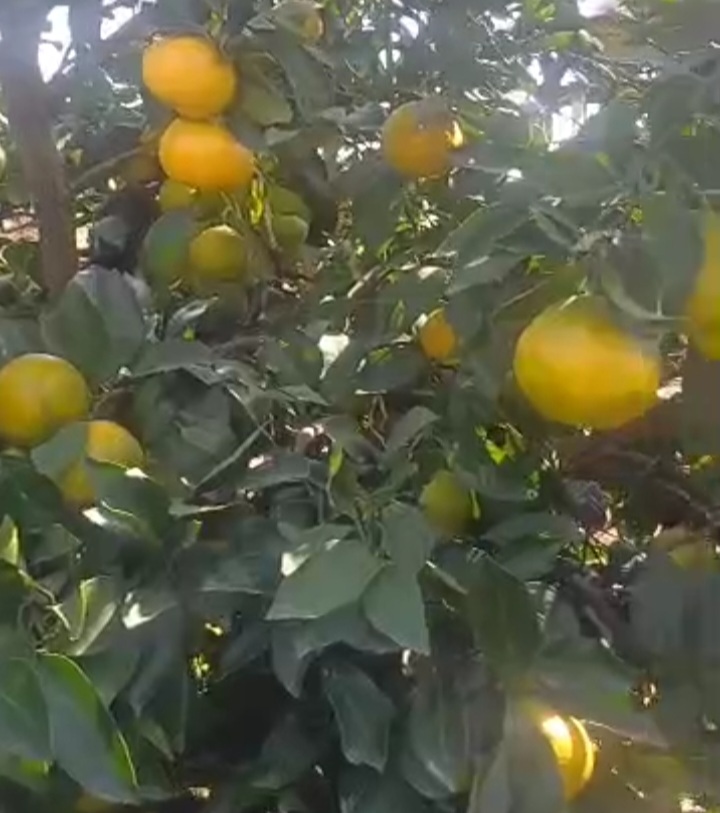 فروش عمده نارنگی ژاپنی خرید از کشاورز