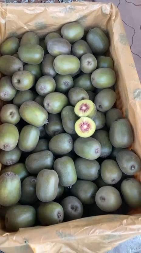 تصویر 2 از کیوی توسرخ ممتاز صادراتی با کیفیت بالا و ماندگاری طولانی