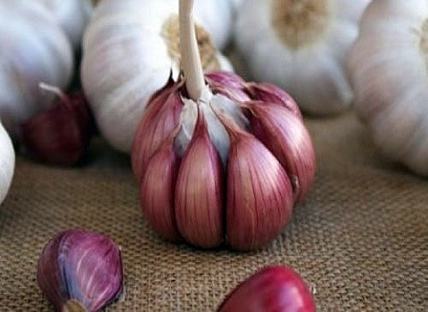 تصویر 1 از خرید و قیمت سیر تند + فروش عمده