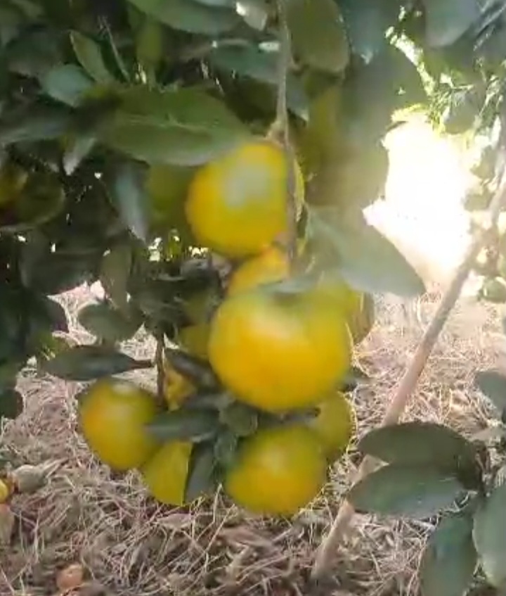 فروش نارنگی محلی اونشو تازه چین از باغ