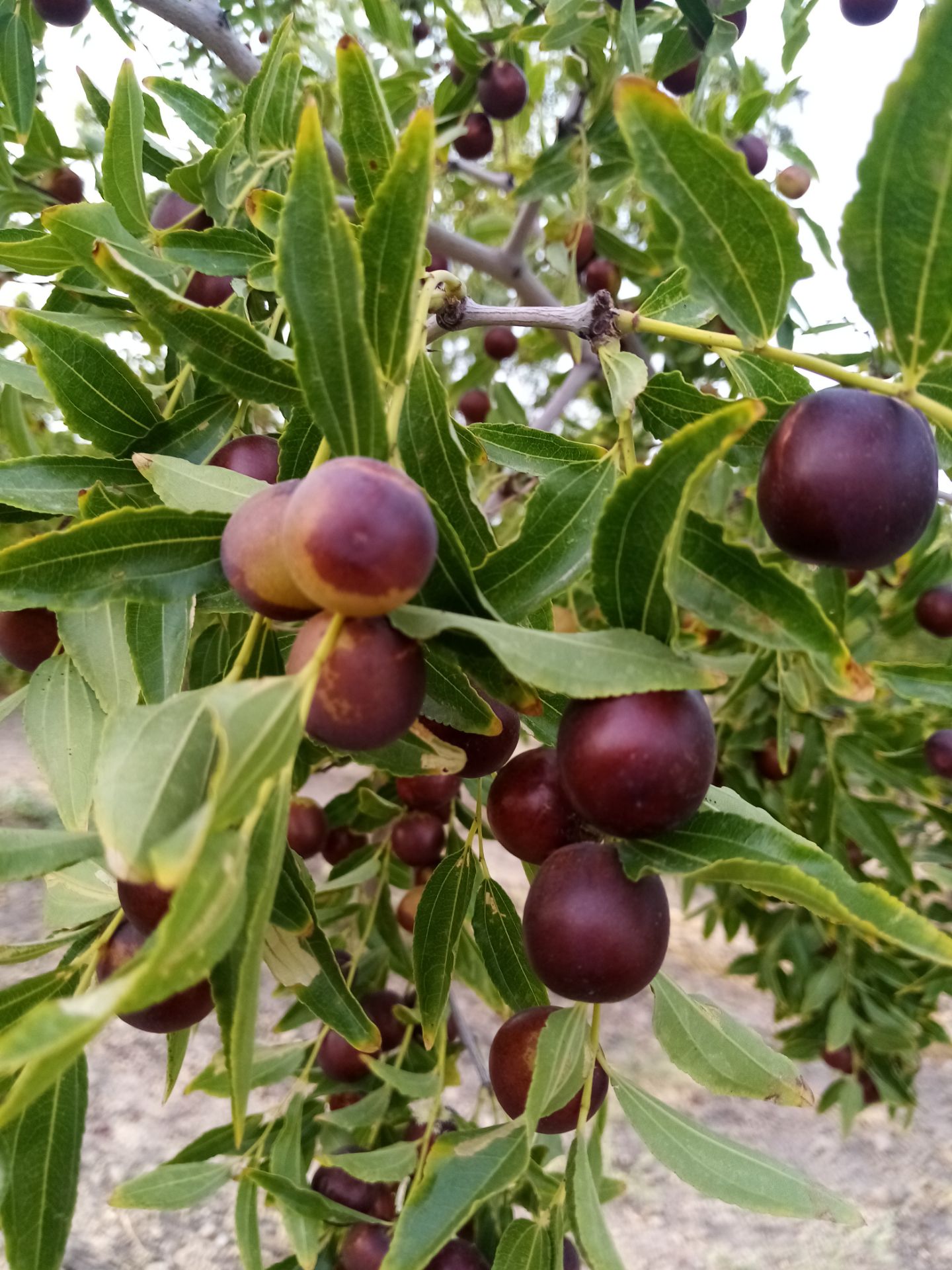 خرید خوشگوار و دلپذیر عناب بیرجند