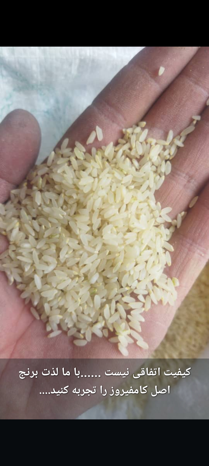 فروش عمده برنج ایرانی + فارس کامفیروز