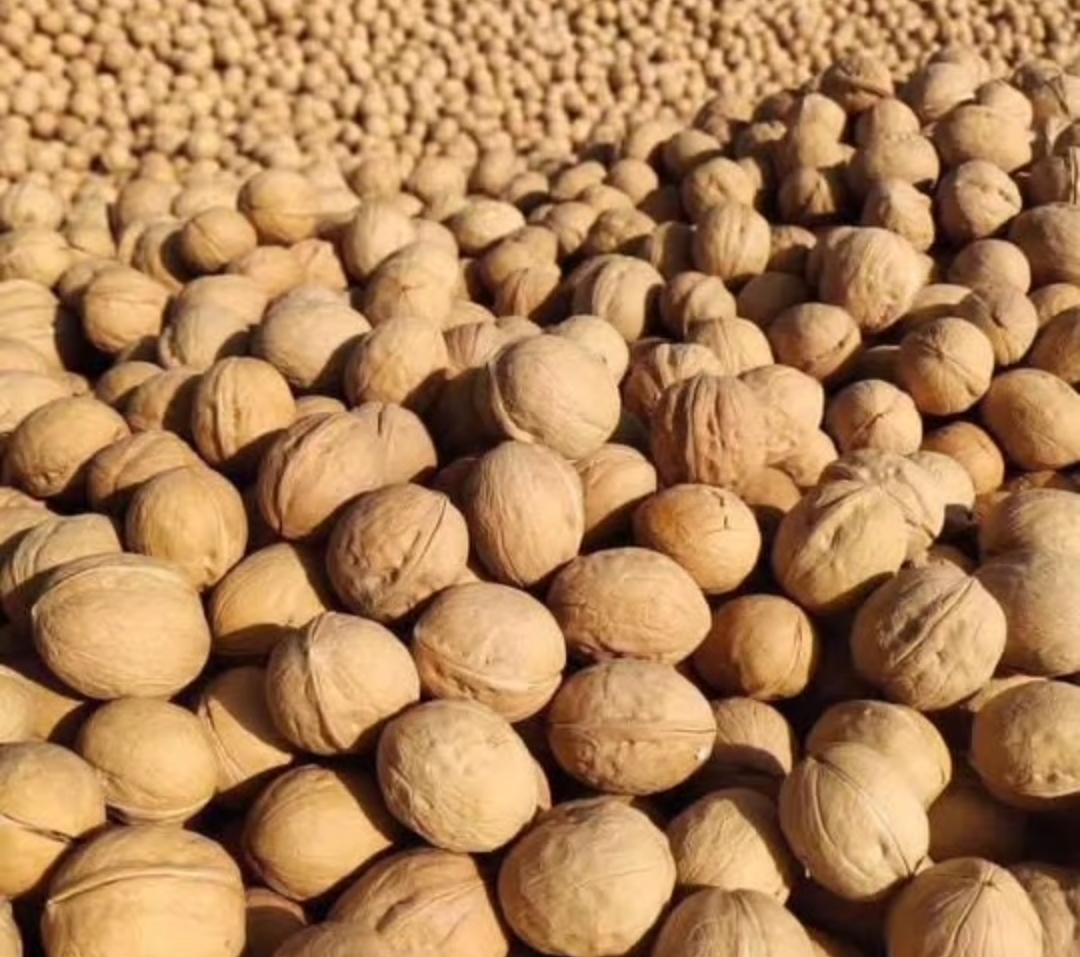 خرید گردو در ایران