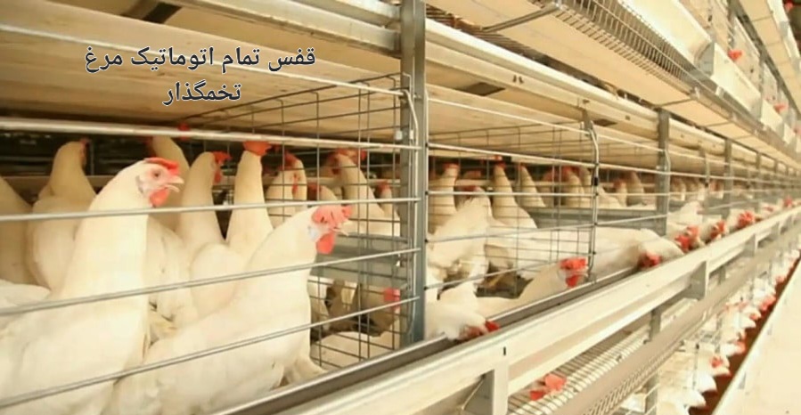 تصویر 1 از ماناج صنعت بهترین قیمت خرید قفس مرغ تخم گذار در ایران