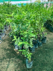 تصویر 2 از فروش نهال کنار پیوندی مرغوب با قیمت عمده ارسال سریع و تضمین رشد تضمینی