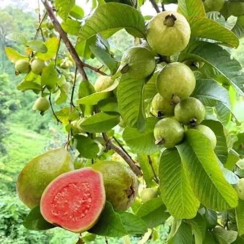 فروش نهال گواوا گلابی با کیفیت عالی قیمت عمده ارسال سریع و تضمین باردهی بالا