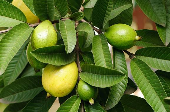 تصویر 3 از فروش نهال گواوا گلابی با کیفیت عالی قیمت عمده ارسال سریع و تضمین باردهی بالا