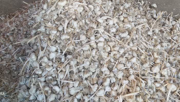 تصویر 1 از فروش عمده سیر تند و با کیفیت همدان
