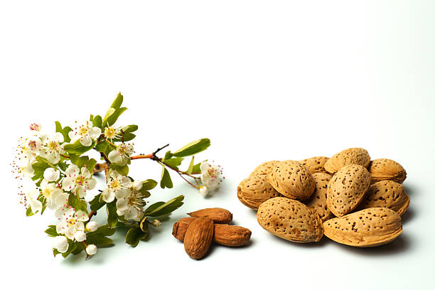 تصویر 4 از فروش بادام عمده + خرید ویژه