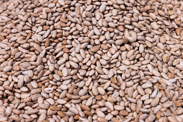 تصویر 4 از قیمت استثنائی بادام درختی + با فروش ویژه