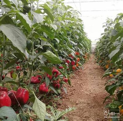 تصویر 2 از فلفل دلمه ای رنگی لوکس درجه ۱ اصفهان