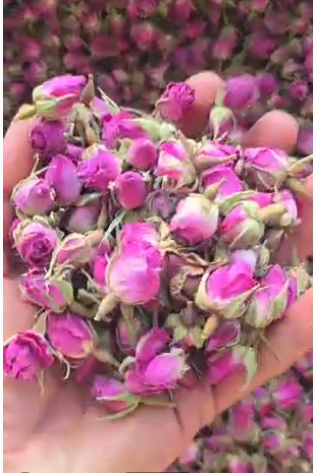 بسته بندی صادراتی غنچه گل محمدی + سفارش تناژ بالا و ارسال فوری