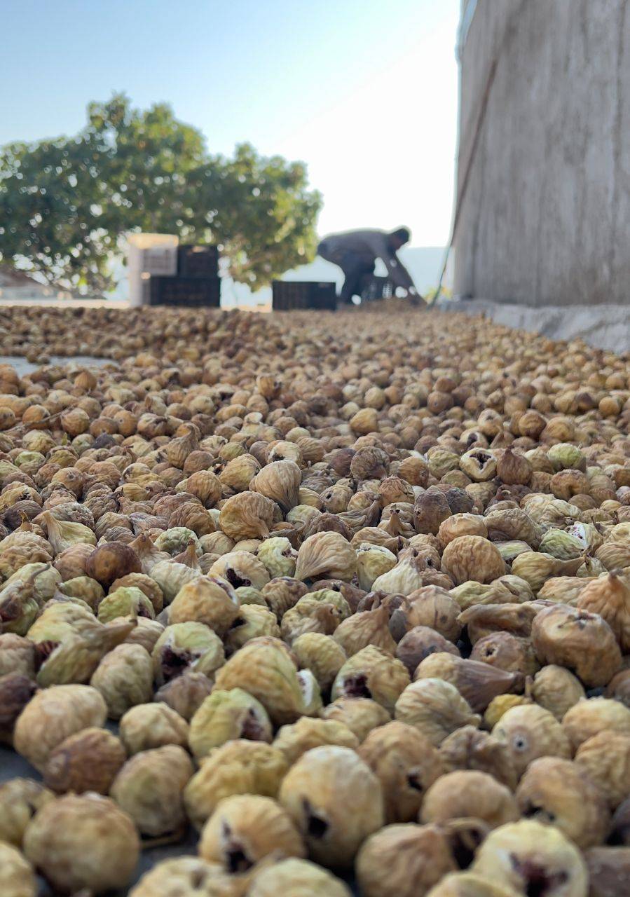 تصویر 1 از خرید انجیر گوشتی 3 A مرغوب