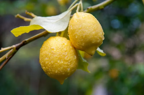 تصویر 1 از قیمت خرید لیمو ترش شیرازی + فروش ویژه