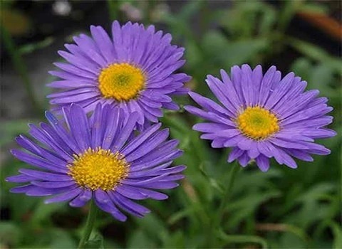 تصویر 2 از خرید و قیمت گل بابونه + فروش عمده