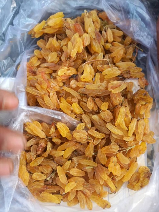 تصویر 5 از خرید عمده کشمش طلایی