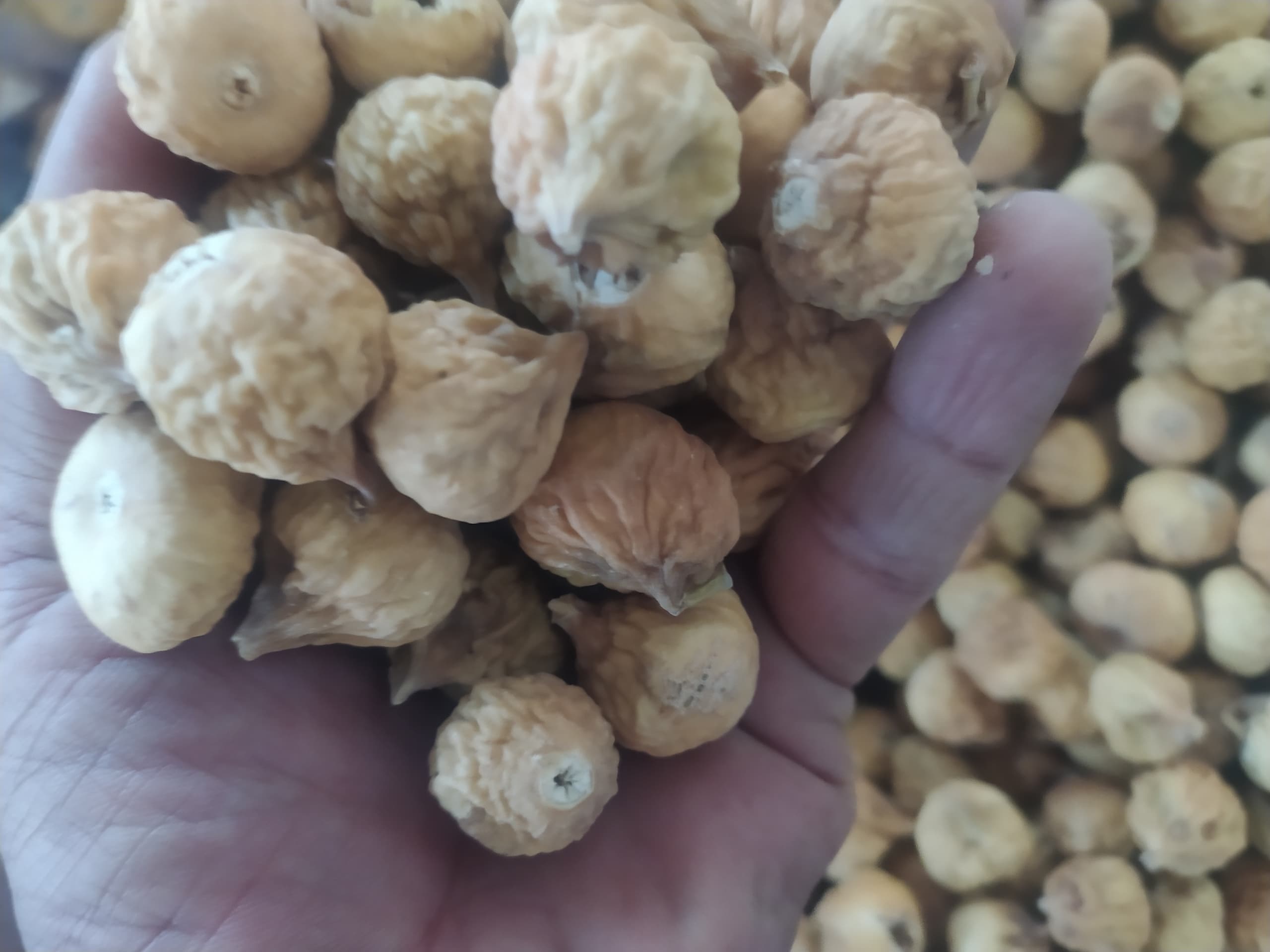 تصویر 1 از فروش انجیر سوپر ریز مستقیم از کارخانه