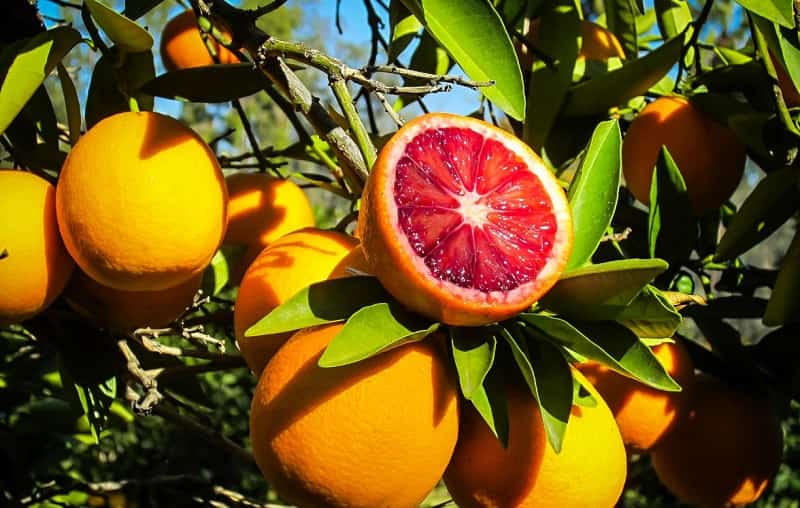 تصویر 2 از قیمت خرید پرتقال خونی + فروش ویژه