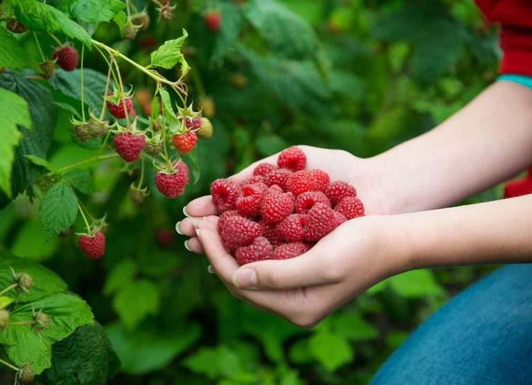 فروش عمده نهال رزبری + تولید با نظارت ما فروش تضمینی میوه در بازار