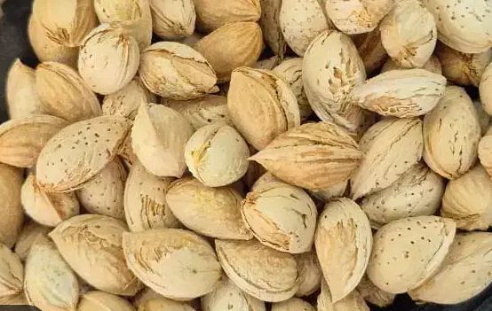 بادام پوست کاغذی مرغوب + خرید مناسب
